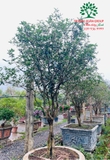 CÂY HOA MỘC HƯƠNG