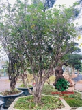CÂY HOA MỘC HƯƠNG