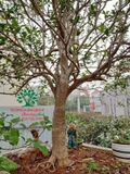 CÂY HOA MỘC HƯƠNG