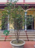 CÂY HOA MỘC HƯƠNG