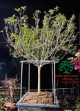 CÂY HOA MỘC HƯƠNG
