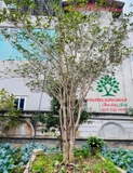 CÂY HOA MỘC HƯƠNG