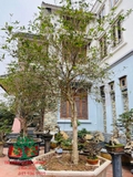 CÂY HOA MỘC HƯƠNG