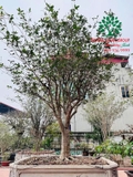 CÂY HOA MỘC HƯƠNG