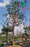 CÂY HOA MỘC HƯƠNG