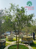 CÂY HOA MỘC HƯƠNG