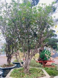 CÂY HOA MỘC HƯƠNG