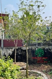 CÂY HOA MỘC HƯƠNG