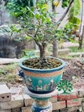 CÂY HOA MỘC HƯƠNG