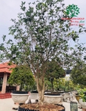 CÂY HOA MỘC HƯƠNG