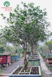 CÂY HOA MỘC HƯƠNG