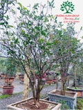 CÂY HOA MỘC HƯƠNG