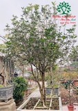 CÂY HOA MỘC HƯƠNG