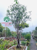 CÂY HOA MỘC HƯƠNG
