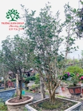 CÂY HOA MỘC HƯƠNG