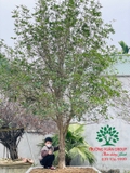 CÂY HOA MỘC HƯƠNG