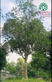 CÂY HOA MỘC HƯƠNG