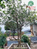 CÂY HOA MỘC HƯƠNG