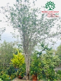 CÂY HOA MỘC HƯƠNG