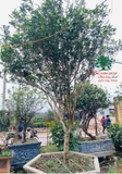 CÂY HOA MỘC HƯƠNG