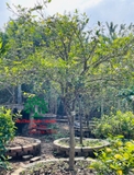 CÂY HOA MỘC HƯƠNG