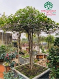 CÂY HOA MỘC HƯƠNG