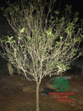 CÂY HOA MỘC HƯƠNG