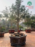 CÂY HOA MỘC HƯƠNG