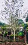CÂY HOA MỘC HƯƠNG