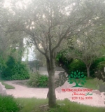 CÂY HOA MỘC HƯƠNG