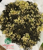 CÂY HOA MỘC HƯƠNG