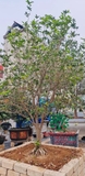 CÂY HOA MỘC HƯƠNG