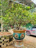 CÂY HOA MỘC HƯƠNG