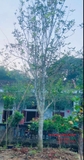 CÂY HOA MỘC HƯƠNG