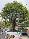 CÂY MAI TỨ QUÝ