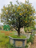 CÂY MAI TỨ QUÝ