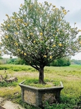 CÂY MAI TỨ QUÝ