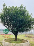 CÂY MAI TỨ QUÝ