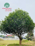 CÂY MAI TỨ QUÝ