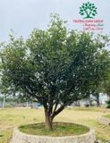 CÂY MAI TỨ QUÝ
