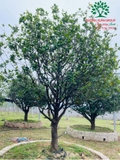 CÂY MAI TỨ QUÝ