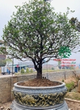 CÂY MAI TỨ QUÝ