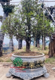 CÂY MAI TỨ QUÝ