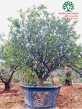 CÂY MAI TỨ QUÝ