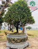 CÂY MAI TỨ QUÝ