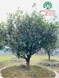 CÂY MAI TỨ QUÝ