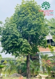 Cây Sang