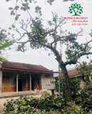 Cây Mít
