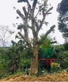 Cây Mít