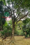 Cây Mít